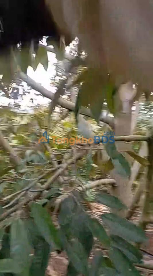 Đất vườn Ea Nam 1.5ha 5.1 tỷ – Nghỉ dưỡng lý tưởng