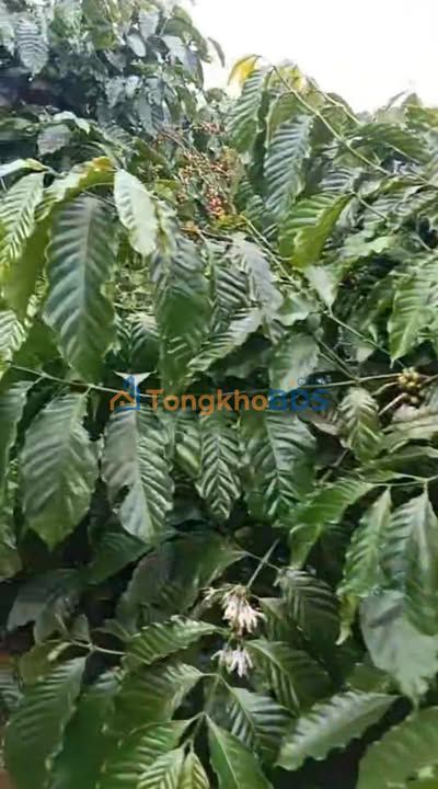 Farm Kiến Thành Đắk Nông 45.000m² 12 tỷ - Sinh thái xanh