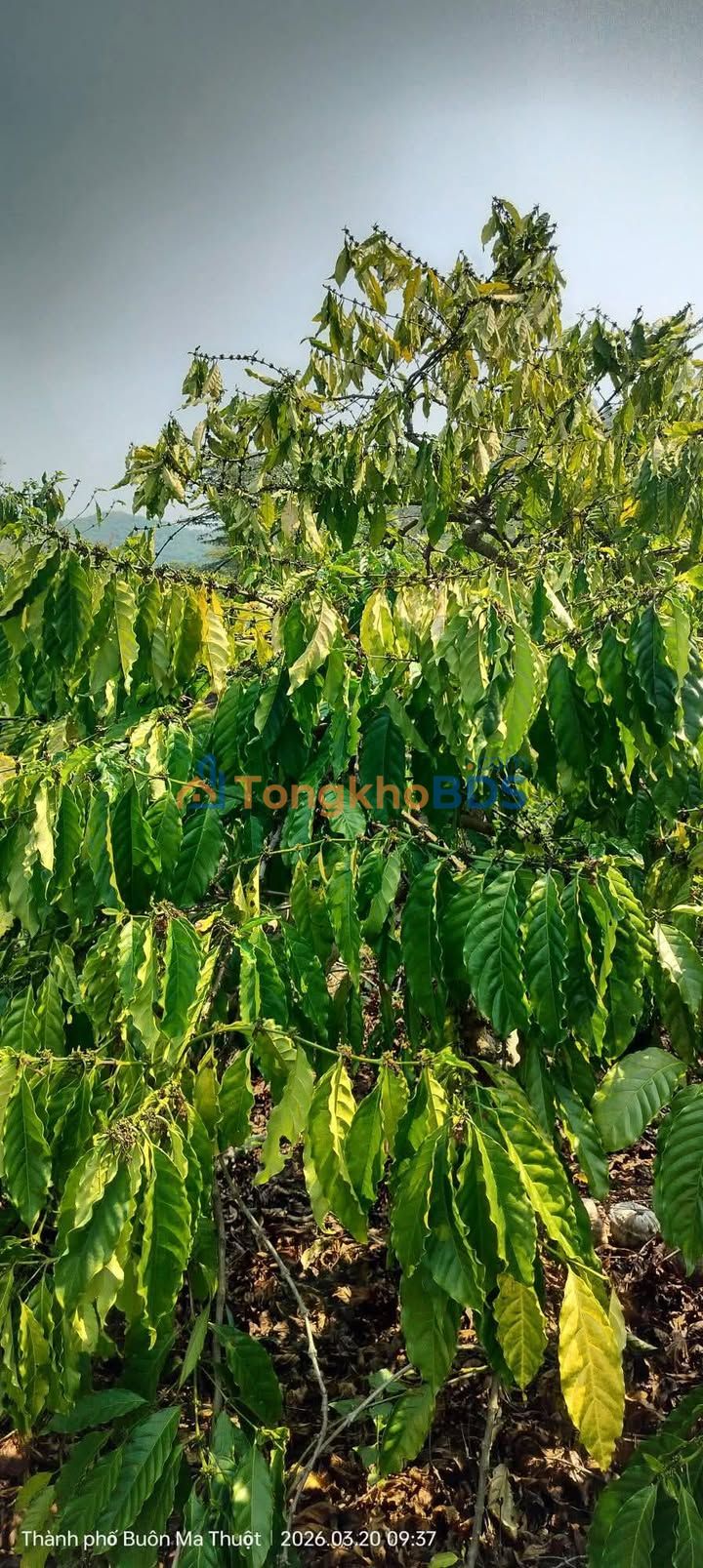 Farm Ea Na Buon Ma Thuot 1800m² 1.15 tỷ - Sổ đỏ chính chủ