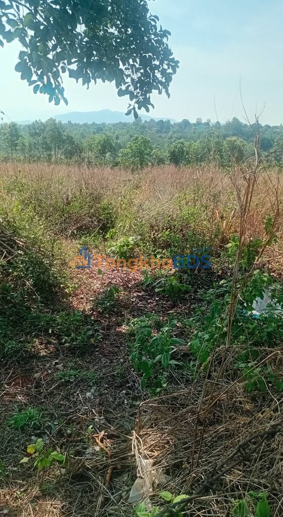 Đất trống Ia Phí 3 xào 100 triệu - Đầu tư dài hạn