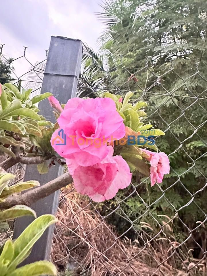 Đất Bình Minh Tây Ninh 140m2 220tr - Đất thổ cư 100%