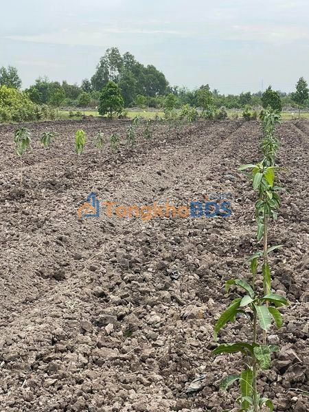 Đất nền Thủ Thừa 1000m² giá 600 triệu - Sổ đỏ chính chủ