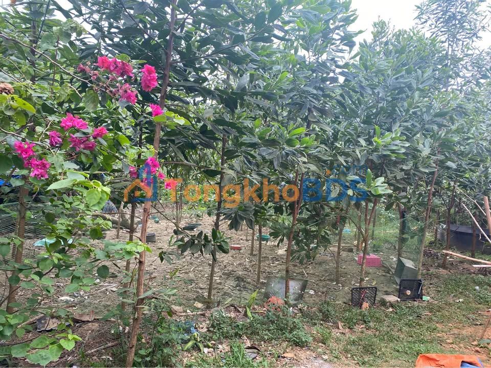 Đất nền Tổ 10 Nông Tiến 115m² 1.01 tỷ - Sổ đỏ chính chủ