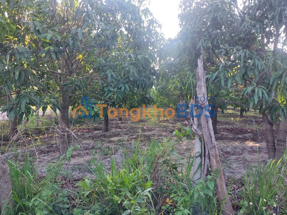 Đất nền Cam Hiệp Nam 2900m2 1.16 tỷ - Đường to ô tô