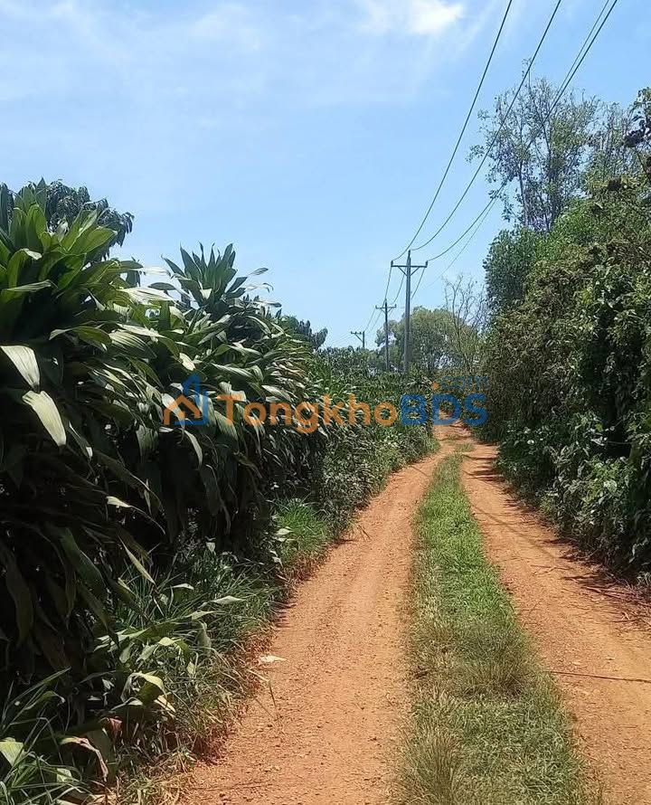 Farm Lộc Quảng 1.05ha 610 triệu/sào - Đầu tư dài hạn