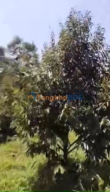 Đất vườn Di Linh 1.800m² giá 550 triệu - Sinh thái xanh