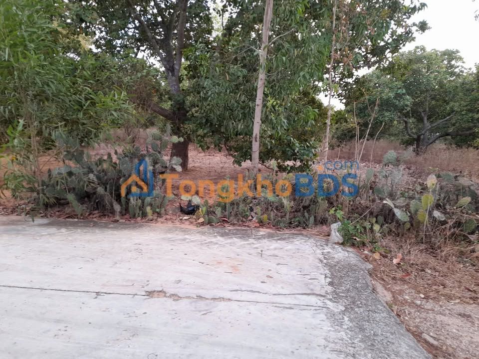 Đất trồng cây Thiện An Phan Thiết 1000m² 1 tỷ - Đường to ô tô