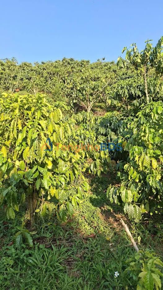 Đất nền Thôn 2 Lộc Ngãi 1.93 tỷ - Sổ đỏ chính chủ