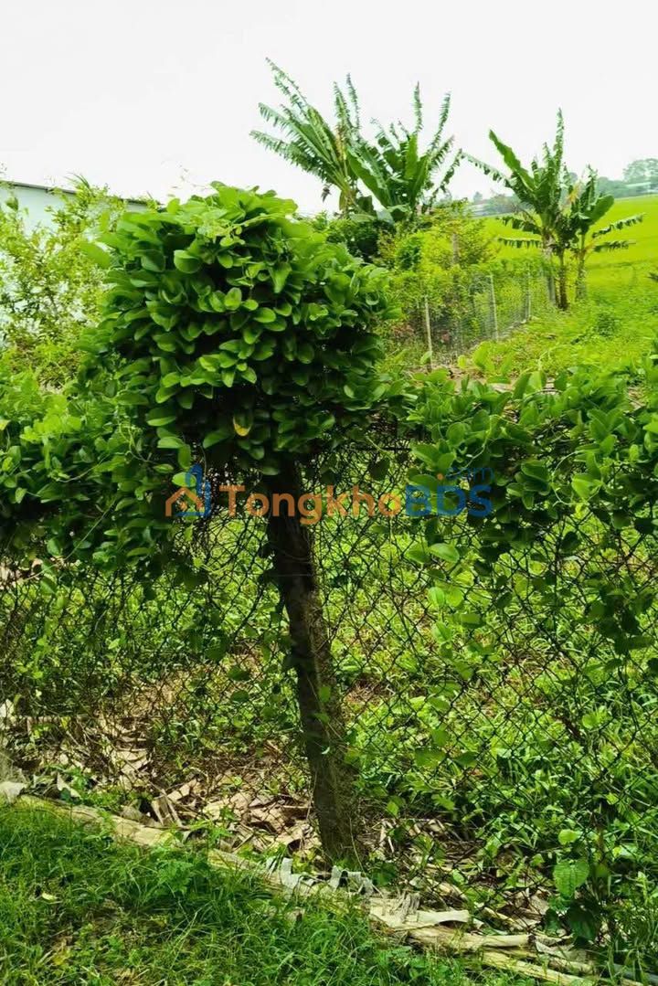 Đất nền Hòa Long Lai Vung 99,5m² 320 triệu - Đường ô tô