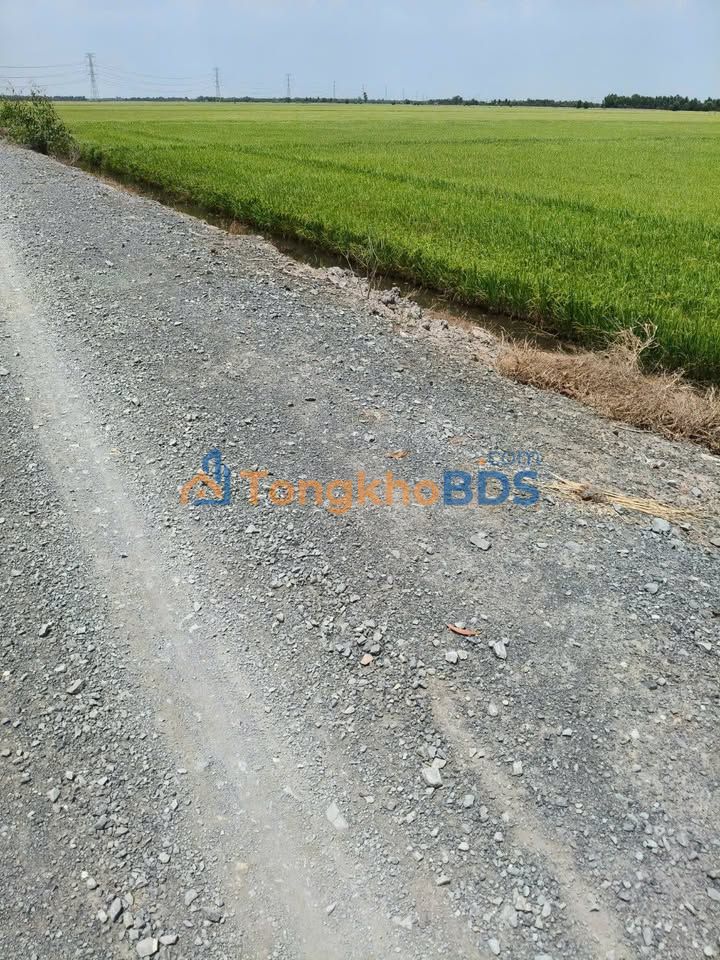 Đất Tân Long Thủ Thừa 50,000m² 9.5 tỷ - Đường to ô tô