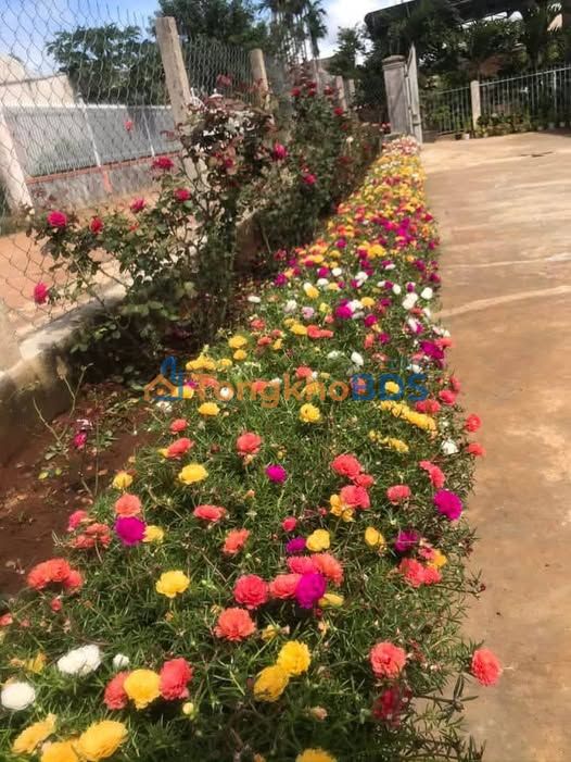 Đất nền Đá Bạc Châu Đức 101m² - Sổ đỏ chính chủ