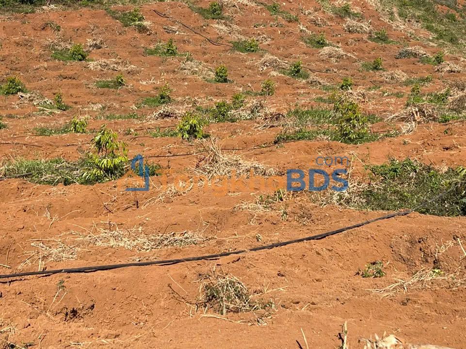 Đất nền Mang Yang QL19 6ha 7.8 tỷ - Đường to ô tô