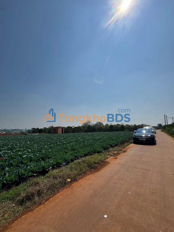 Đất Tân Hội Đức Trọng 650 triệu - Đường to ô tô