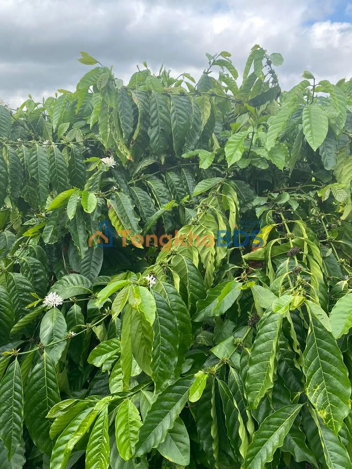 Farm Đăk Na Krông Nô 4.000m² 2,6 tỷ - Tiềm năng tăng giá