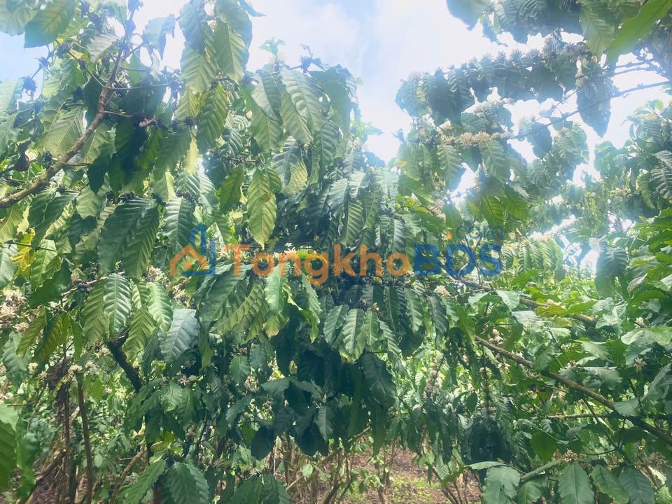 Đất vườn Lộc Ngãi Bảo Lộc 1,2ha 10 tỷ - Sinh thái xanh