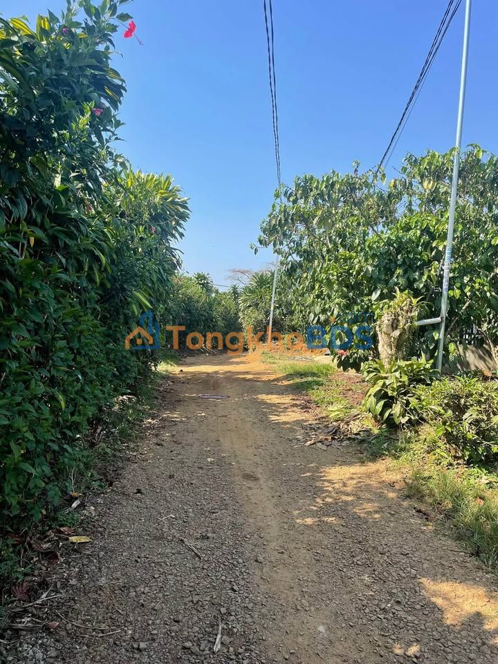 Đất nền Bảo Lộc Hẻm 41 Lạc Long Quân 250m² 1,35 tỷ - Thổ cư