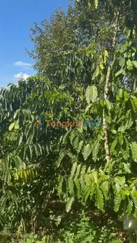 Đất vườn Tân Lâm Di Linh 3.240m² 7.5 tỷ - Giá đầu tư tốt