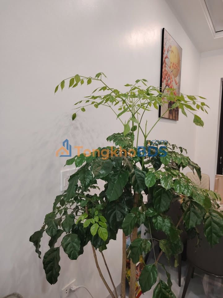 Đất nền Quảng Thắng Thanh Hóa 100m² 3.9 tỷ - Giá tốt hiếm có