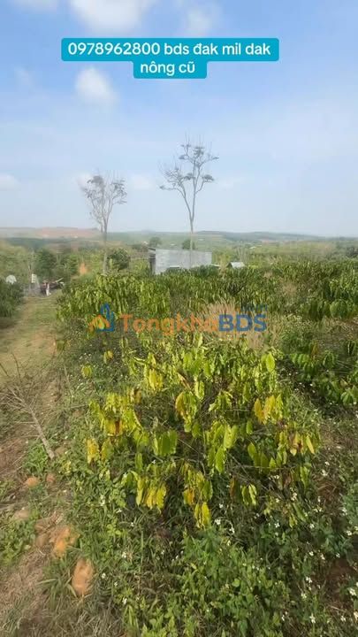 Đất nền Đắk Nrot Đắk Mil 1440m² 1.25 tỷ - Sổ đỏ chính chủ