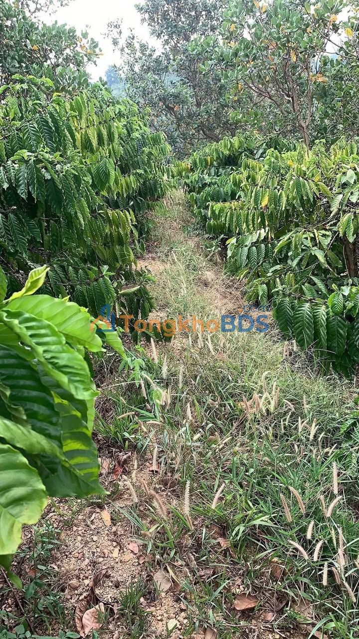 Đất nền Bình Hòa 2160m² 600 triệu - Đường ô tô lớn