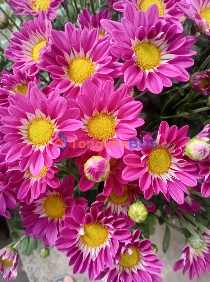 Nhà Mỹ Phú Thủ Thừa 325m² 1.3 tỷ - Chính chủ bán