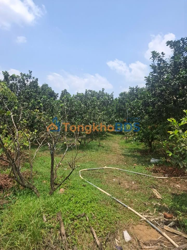 Đất Tân Triều Thanh Trì 360m² 7.5 tỷ - Thổ cư 100% sẵn xây