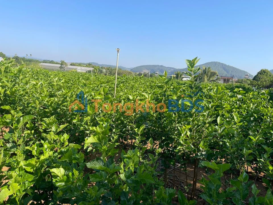 Đất nền Thôn 5 Gia Lâm 1,292m² 1,5-1,6 tỷ - Xây dựng tự do