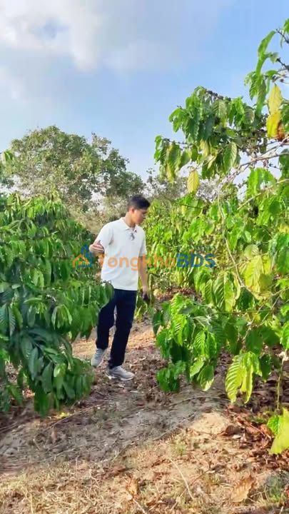 Đất vườn Ea Ral 2ha 3.65 tỷ - Đầu tư dài hạn