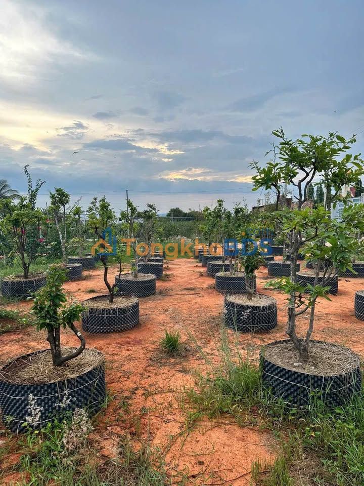 Nhà vườn Lê Duẩn Hàm Hiệp 540m² 2.6 tỷ - Sẵn sàng ở ngay