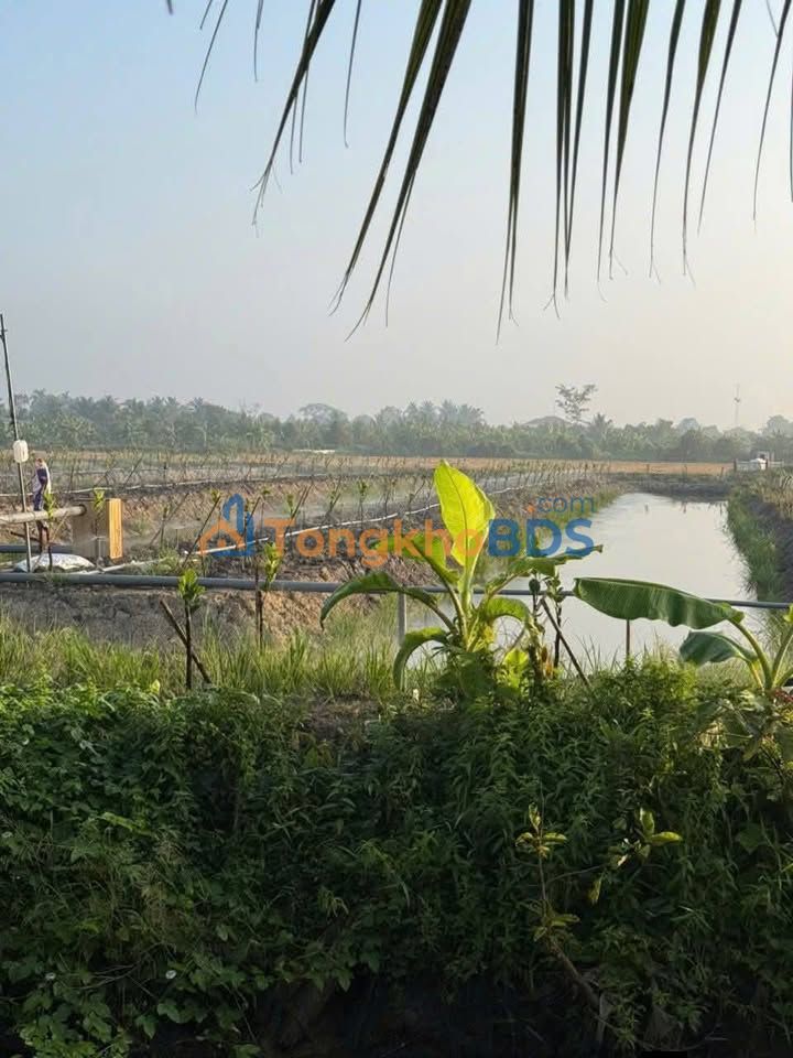 Đất nền Mỹ Hạnh Trung Cai Lậy 3.000m² - Sổ đỏ chính chủ