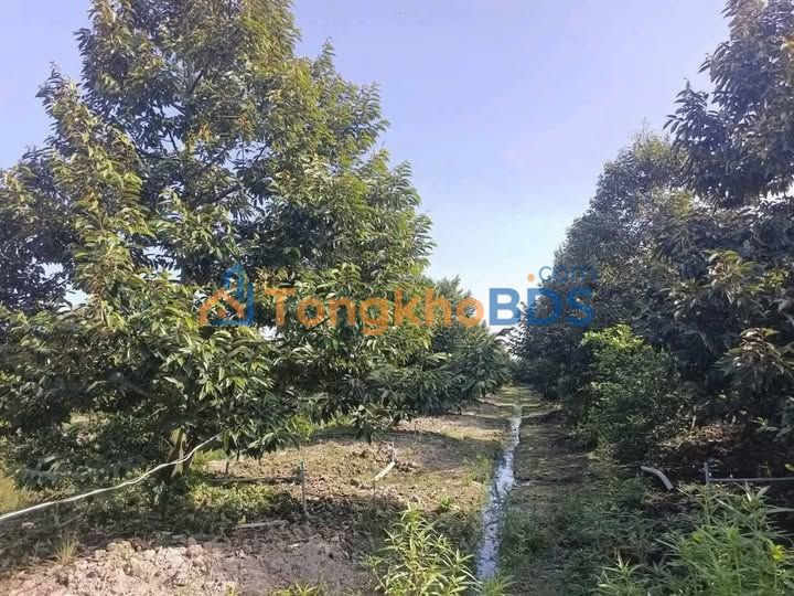 Đất vườn Mỹ Tân Cái Bè 1.000m² 650 triệu - Tiềm năng tăng giá