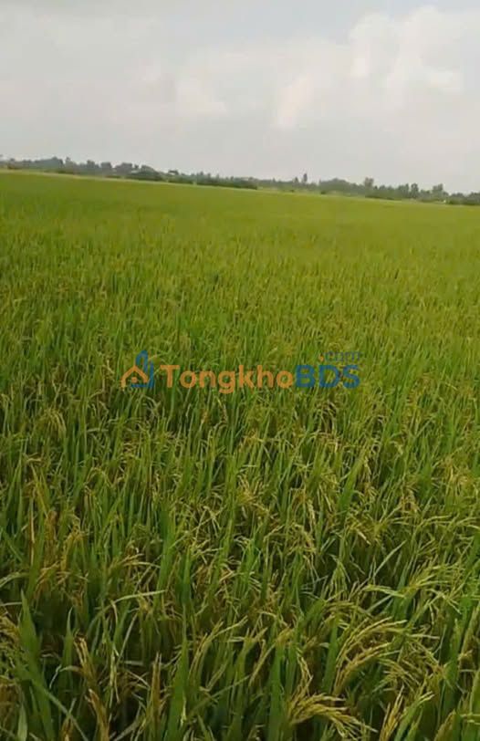 Đất nền Nhơn Hòa Tân Thạnh 1.1ha 1.76 tỷ - Sổ đỏ chính chủ