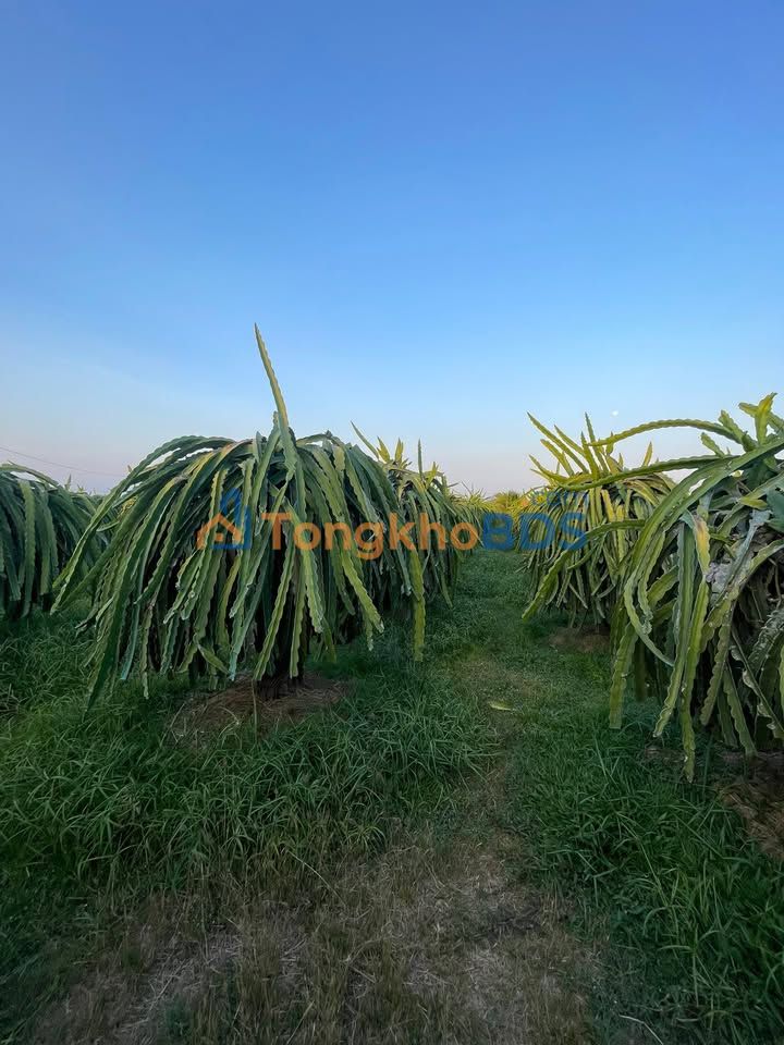 Đất vườn Hàm Kiệm 13.000m² 2,08 tỷ - Sổ đỏ chính chủ