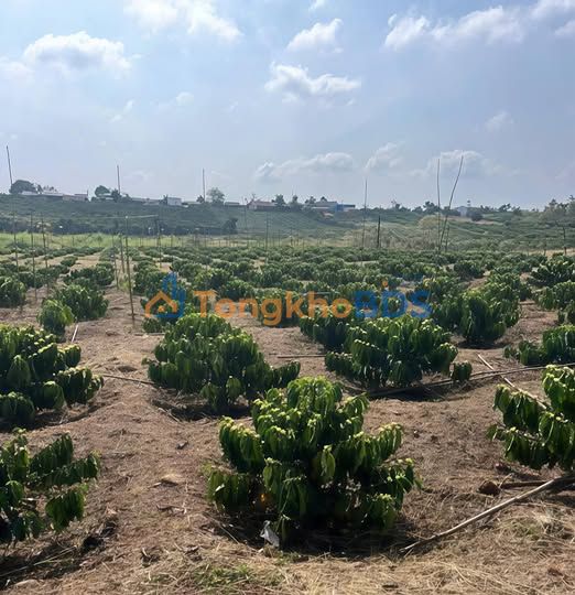 Đất nền Tân Hà Lâm Hà 100m² 5,5 tỷ - Sổ đỏ chính chủ