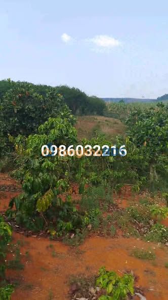 Đất vườn Gia Nghĩa 1.2ha 1.5 tỷ - Sinh thái xanh