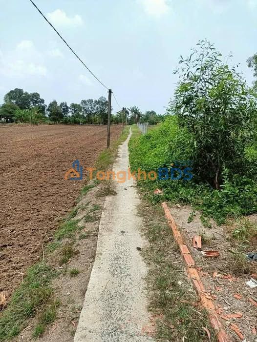 Đất lúa Mỹ Lệ Cần Đước 1.152m² 1.2 tỷ - Tiềm năng tăng giá