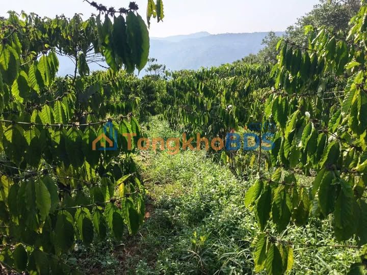 Đất nền Thôn 4 Lộc Bắc Bảo Lâm 1.440m² 400 triệu - Sổ đỏ chính chủ