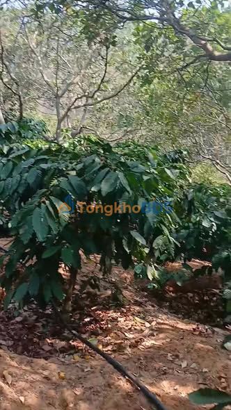 Đất vườn Ea Kiết 1.2ha giá 1.3 tỷ - Nghỉ dưỡng lý tưởng