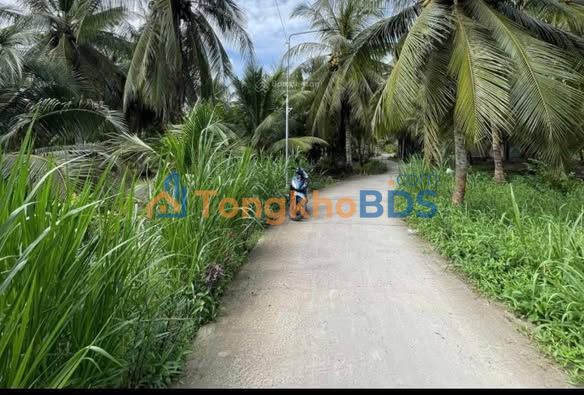 Farm Châu Hòa Giồng Trôm 4,5 công 1,8 tỷ - Hạ tầng hoàn thiện