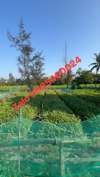 Đất nền Thanh An Dầu Tiếng 300m² 0,55 tỷ - Sổ đỏ chính chủ