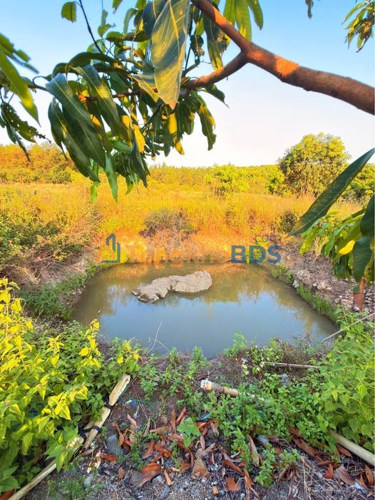 Farm Diên Lâm Diên Khánh 20.580m² 2.65 tỷ - Giá đầu tư tốt