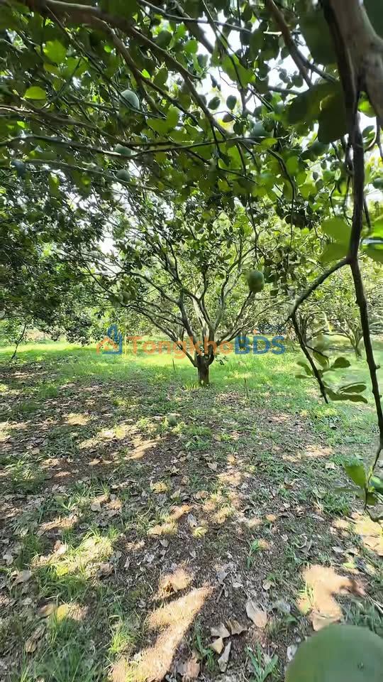 Farm Xuân Lộc 6.700m² 900tr/1xào - Nghỉ dưỡng lý tưởng