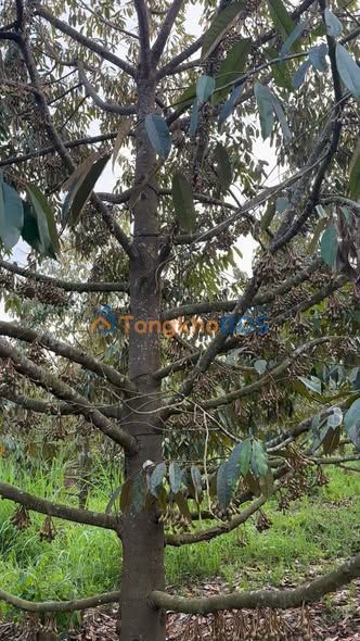 Đất vườn Thiện An Buôn Hồ 13.000m² 6.9 tỷ - Sinh thái xanh