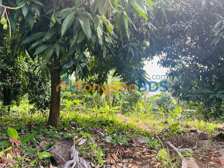 Đất Vĩnh Phương Nha Trang 2400m2 1.05 tỷ - Sổ đỏ chính chủ