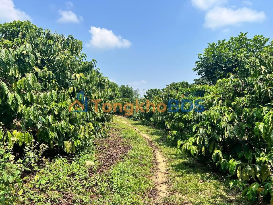 Farm cà phê Đạ K' Nàng 1,7ha 5,35 tỷ - Sinh thái xanh