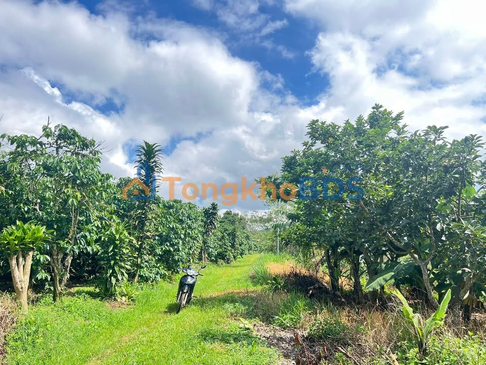 Đất nền Di Linh 2000m² 900 triệu - Sổ đỏ chính chủ