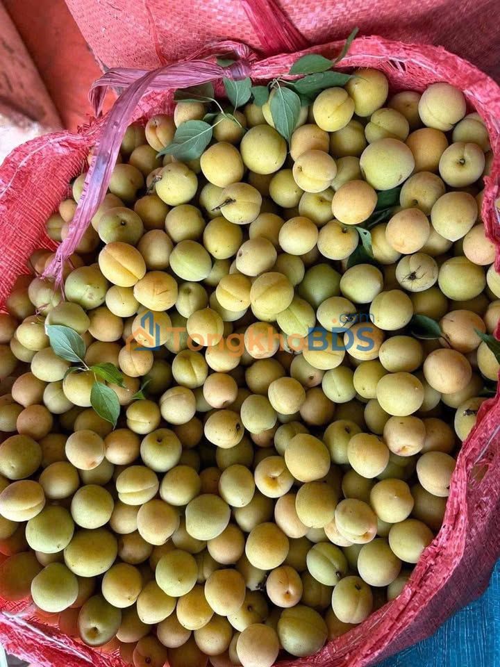 Đất nền Ea Ktur Cư Kuin 210m² 445tr - Sổ đỏ chính chủ