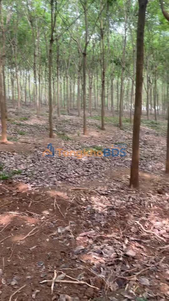 Đất vườn Thuận Lợi Đồng Phú 3,7ha 6,29 tỷ - Sinh thái xanh