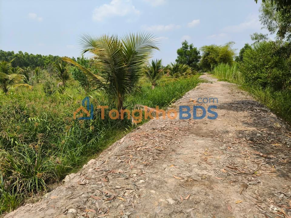 Đất vườn Tân Lập 2 Tân Phước 9.075m² 2.5 tỷ - Đầu tư dài hạn