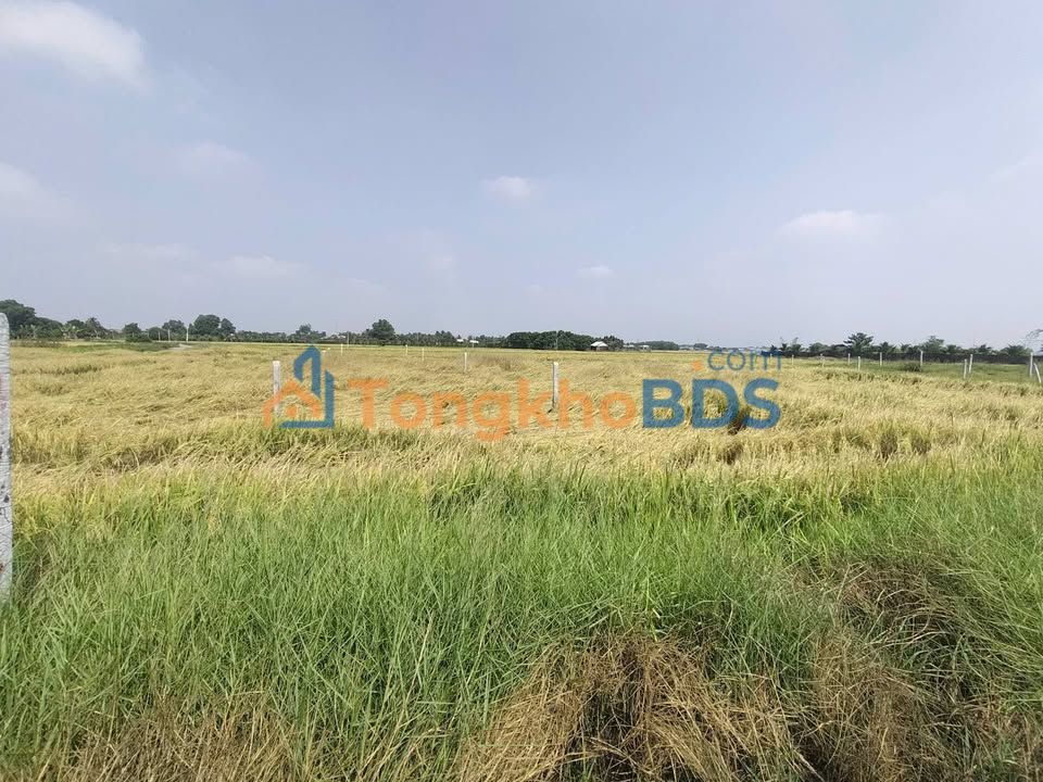 Đất nền Gò Dầu 294m2 250 triệu - Đường ô tô vào